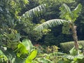 Macau Chinese Medicine Herb Park Banana Ecological Trail Garden of Medicinal and Aromatic Plants and South China Medicinal Plants