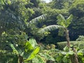 Macau Chinese Medicine Herb Park Banana Ecological Trail Garden of Medicinal and Aromatic Plants and South China Medicinal Plants