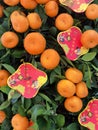 China Macau Mgm Cotai Macao Chinese New Year Plant Mandarin Oranges Lucky Laisi Red Packet Tangerines Fruits Decoration CNY Indoor Royalty Free Stock Photo