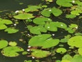 Macau Red Dragonfly Coloane Seac Pai Van Wetland Park Macao Insects Dragonflies Green Nature Outdoor Waterlilies Pond