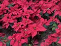 Macau Taipa Winter Flower Show Red Christmas Flower Poinsettia Blossom Flores Lirios Avenida da Praia Macao Nature Outdoor Garden Royalty Free Stock Photo