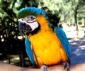 Macaw