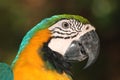 Macaw Royalty Free Stock Photo