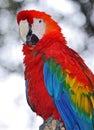 Macaw