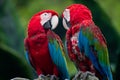 Macaw