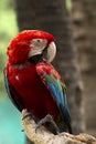 Macaw