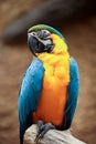 Macaw Royalty Free Stock Photo