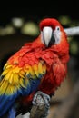 Macaw Royalty Free Stock Photo