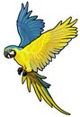 Macaw