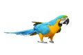 Macaw