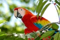 Macaw