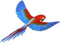 Macaw