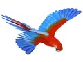 Macaw