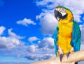 Macaw against sky Royalty Free Stock Photo