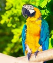 Macaw (Ara chloropterus) in forest Royalty Free Stock Photo