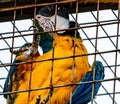 Macaw Ara parrot trapped in a cage. Close up