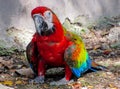 Macaw in Aviary Walking on the Ground