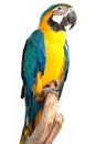 Macaw bird Royalty Free Stock Photo