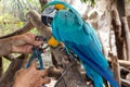 Macaw bird is angry while being chained by the rancher