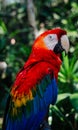 a Macaw bird with beautiful colors alms perches with its beautiful feathers