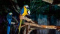 Macaw bird facing to camera