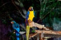Macaw bird facing to camera