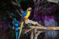 Macaw bird facing to camera