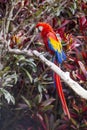 Macaw bird full length side profile while perched in a tree