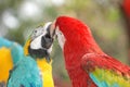 Macaw bird kiss