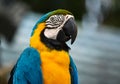 Macaw bird Royalty Free Stock Photo