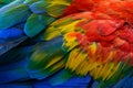 Macaw bird`s feathers Royalty Free Stock Photo