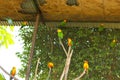 Macaw bird in safari park of bangladesh