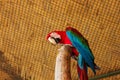 Macaw bird in safari park of bangladesh
