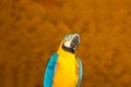 Macaw bird in safari park of bangladesh