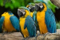 Macaw bird