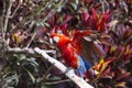 Macaw bird spreading its wings will sitting on a branch