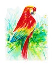 Macaw bird water color paint abstract background Royalty Free Stock Photo