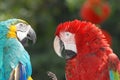 Macaw birds Royalty Free Stock Photo