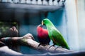 Macaw Birds Royalty Free Stock Photo