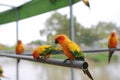 Macaw birds animal catch on iron railing in zoo