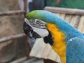 macaw birds Royalty Free Stock Photo