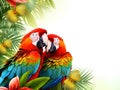 Macaw birds on and exotic background, copy space. Two colorful ara macao parrots kissing and hugging, being happy. Colorful pets. Royalty Free Stock Photo