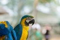 Macaw