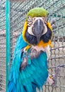 Macaw - A blue-and-yellow macaw parrot of North and South America ara, guacamaya, guacamayo, arara, photo