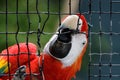 Macaw breaking out