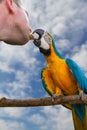 Macaw and breeder birds.