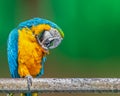 A Macaw clearing its claw