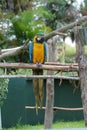 Macaw Royalty Free Stock Photo