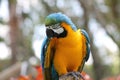 Macaw Royalty Free Stock Photo