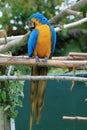 Macaw Royalty Free Stock Photo